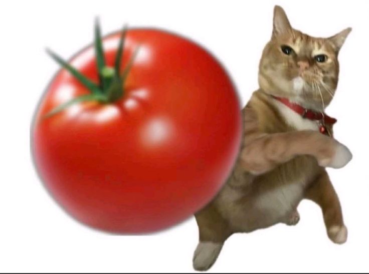 Gato Tomate